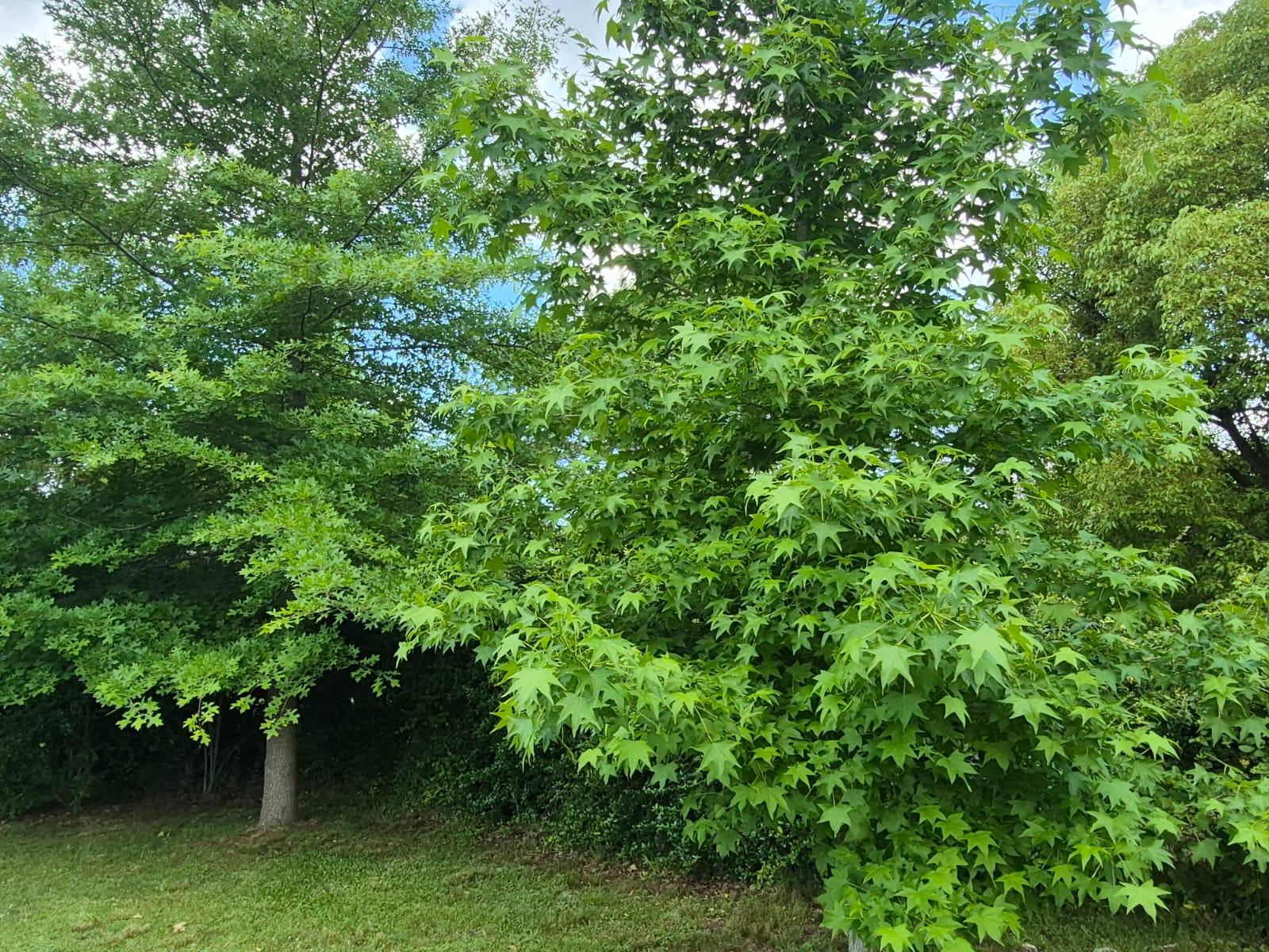 Foto 63