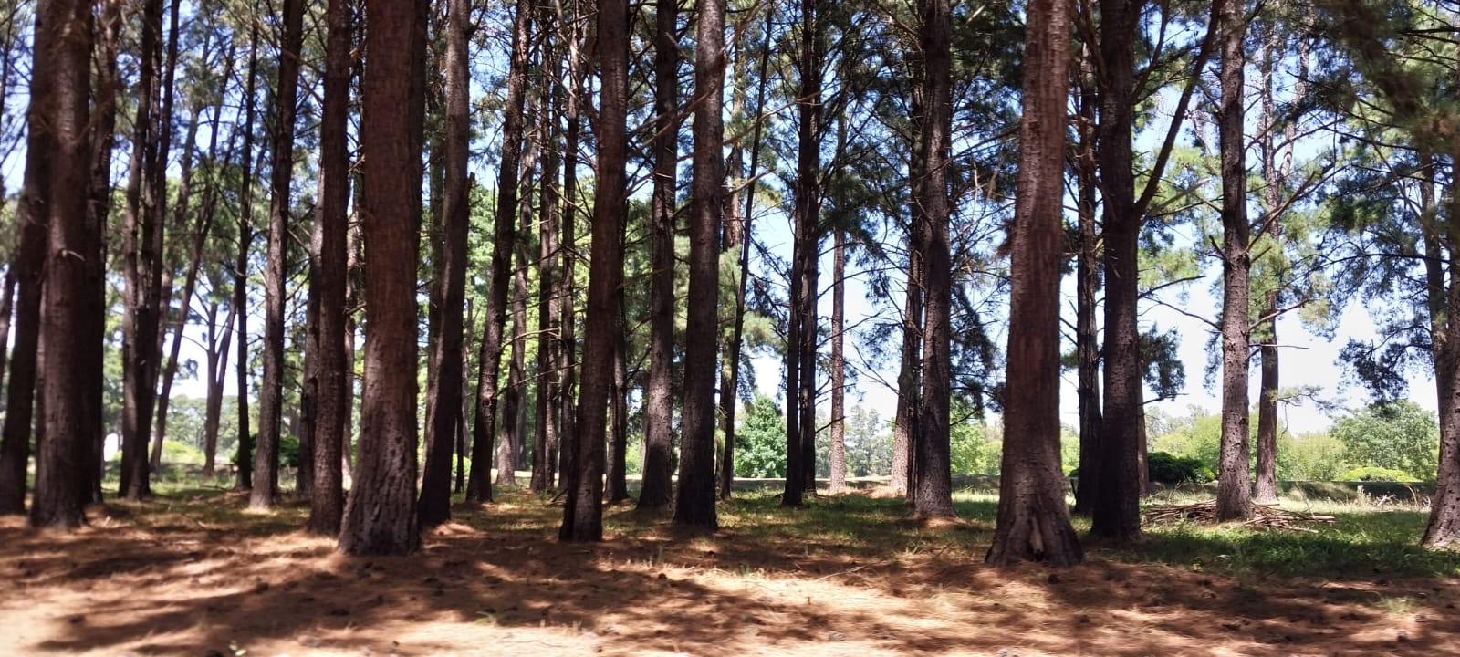 Foto 33