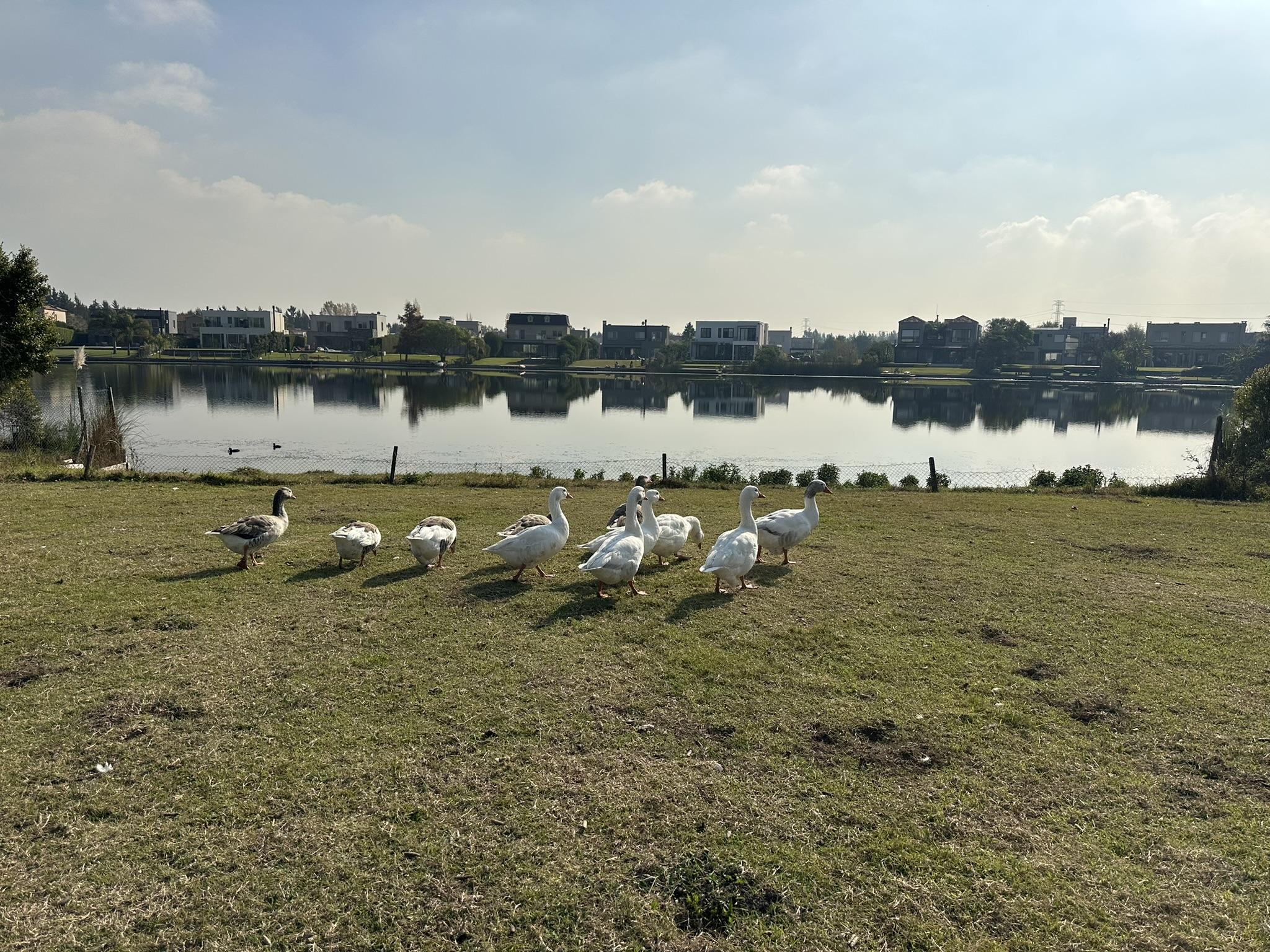 Terreno en venta · San Francisco, Villanueva, Tigre, GBA Norte, Provincia de Buenos Aires