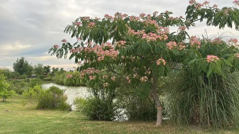 Foto 41