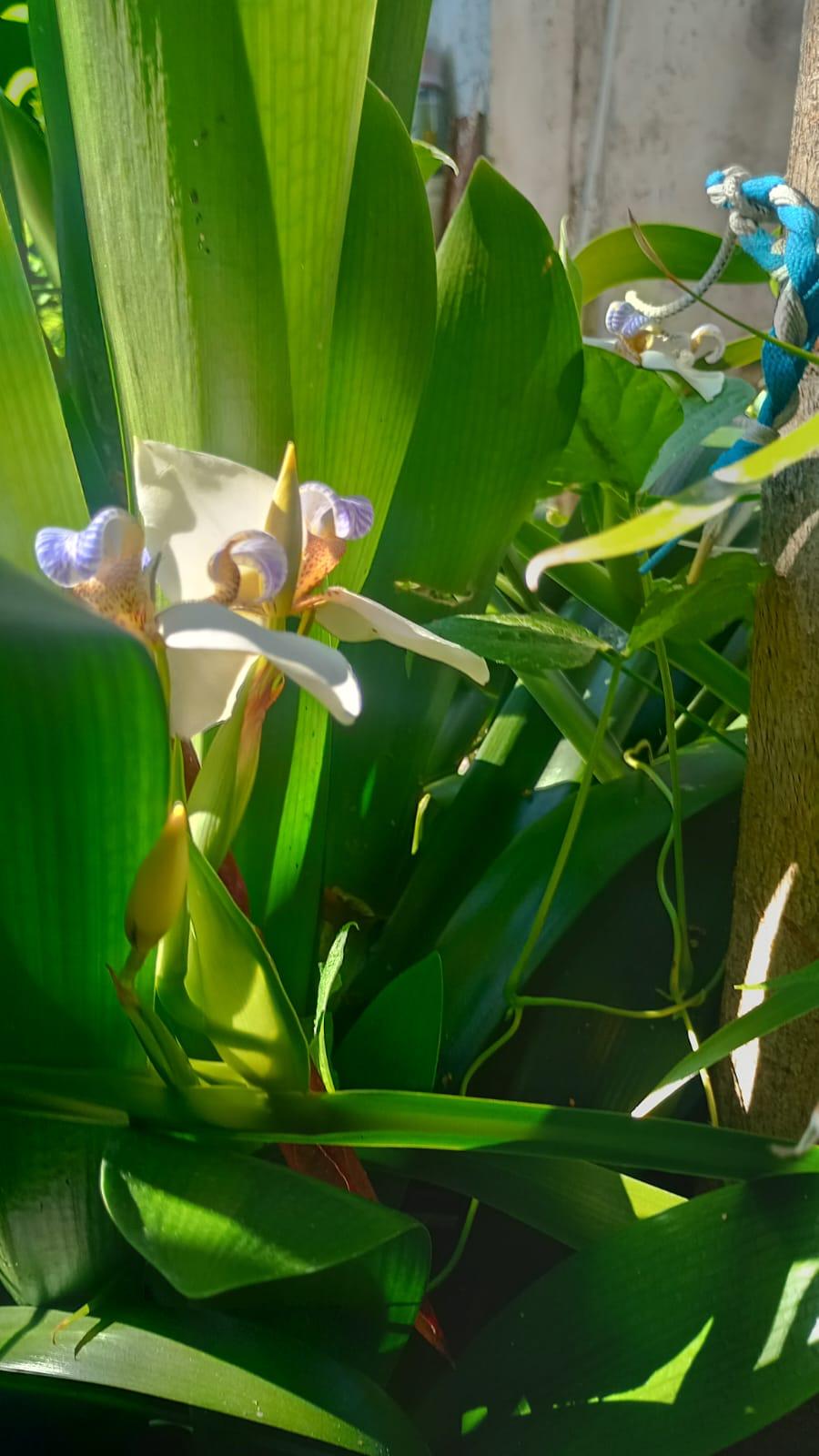 Foto 7