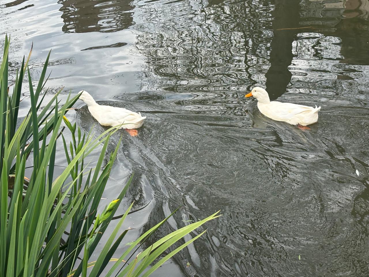 Foto 19