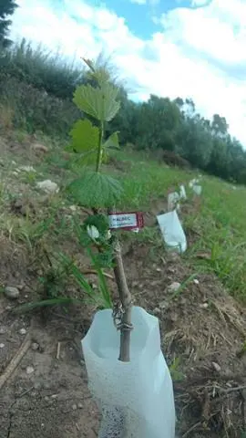 Foto 10