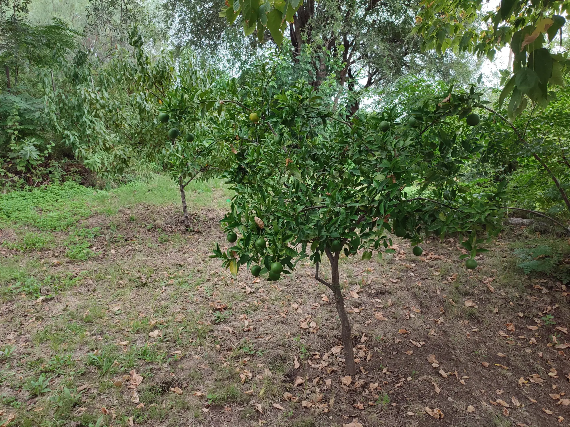Foto 7