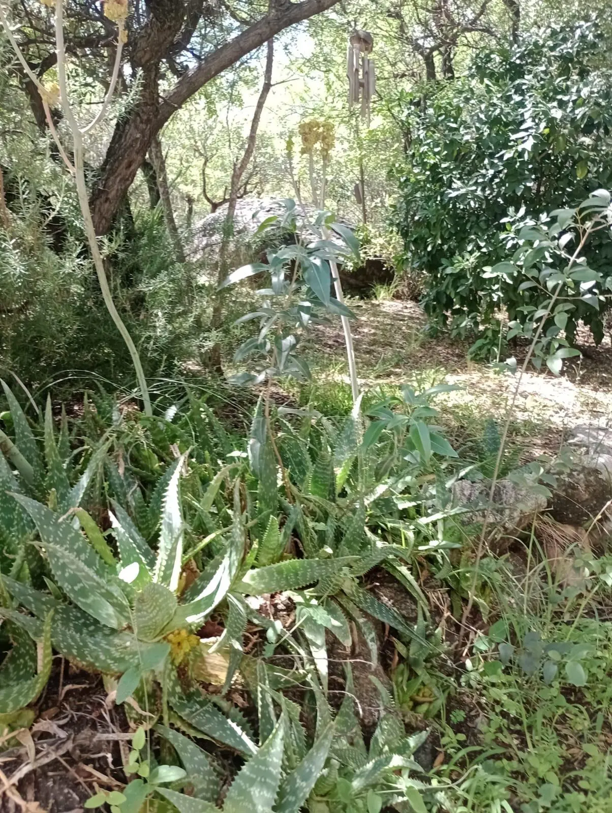 Foto 6