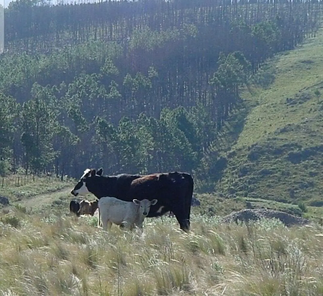 Foto 10
