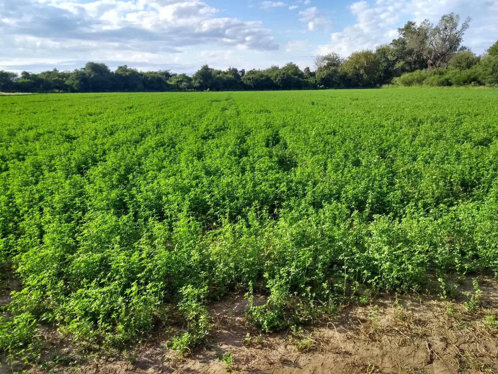 Terreno en venta · Cruz del Eje, Córdoba