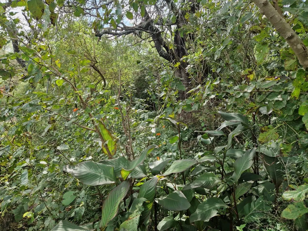 Foto 8