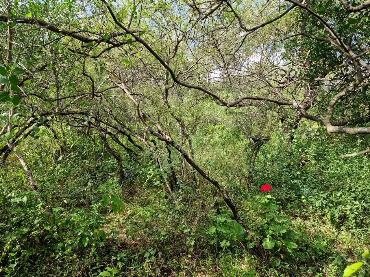 Foto 12
