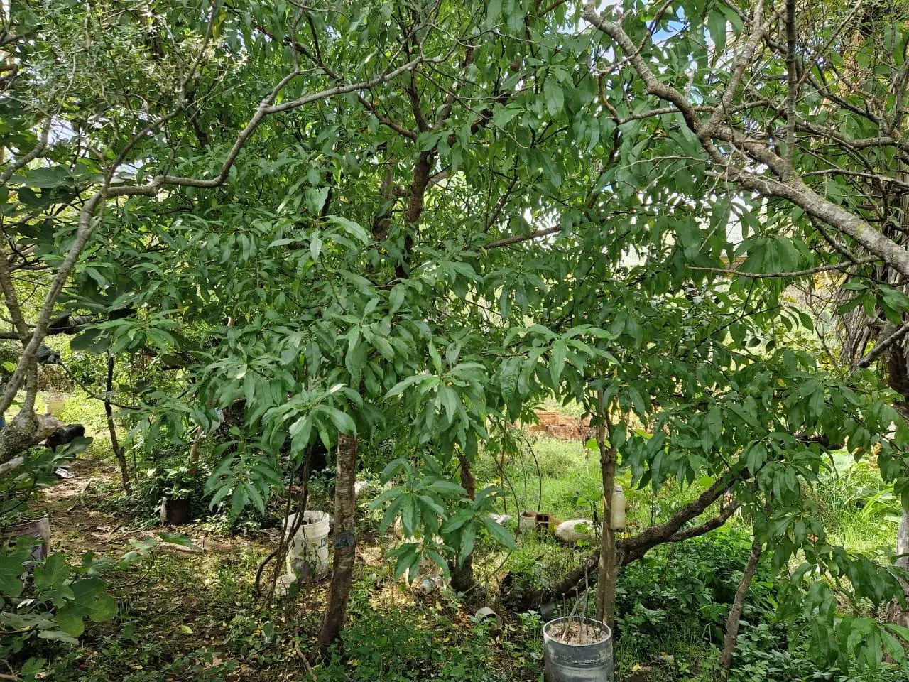 Foto 4