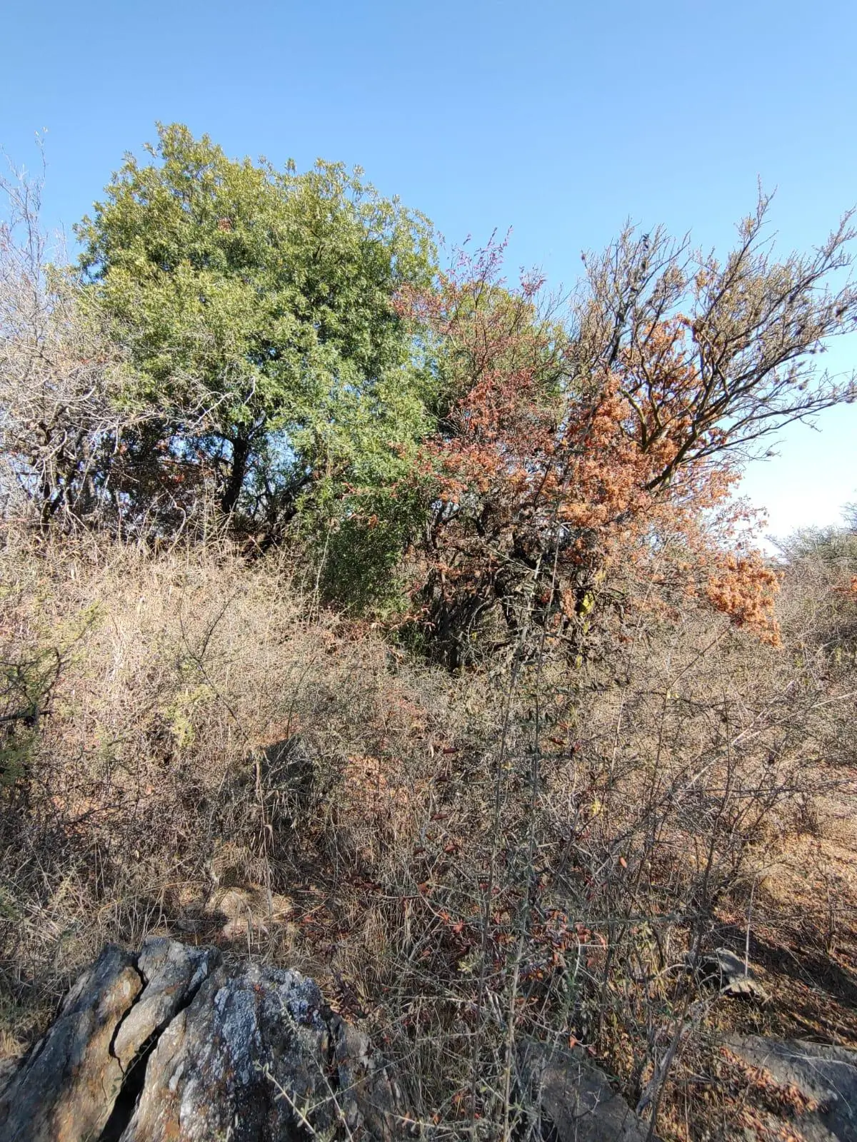 Foto 5