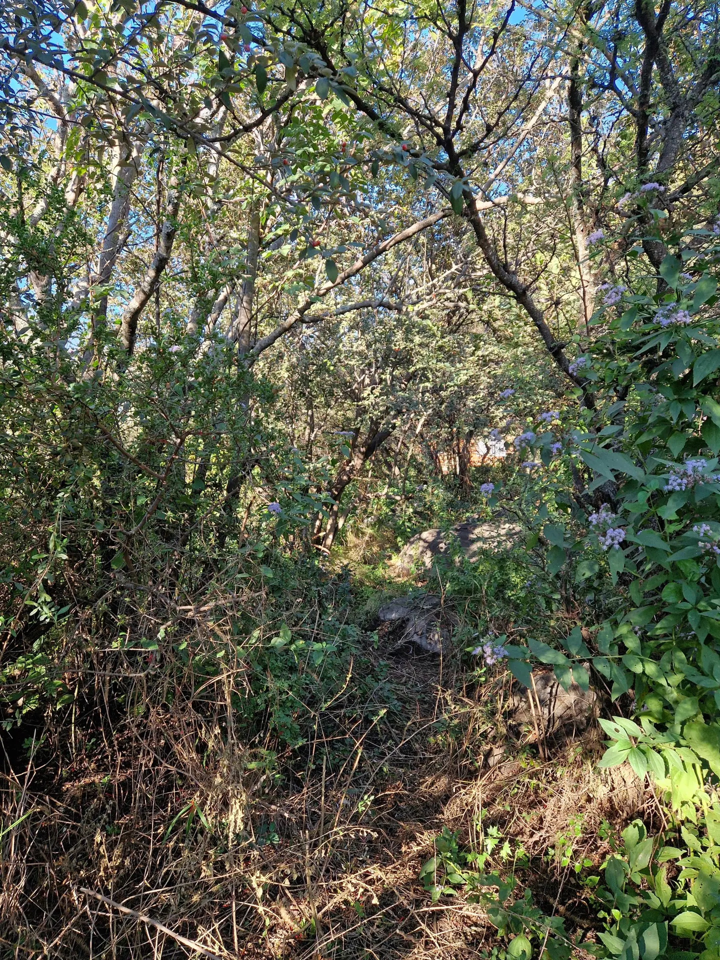 Foto 10