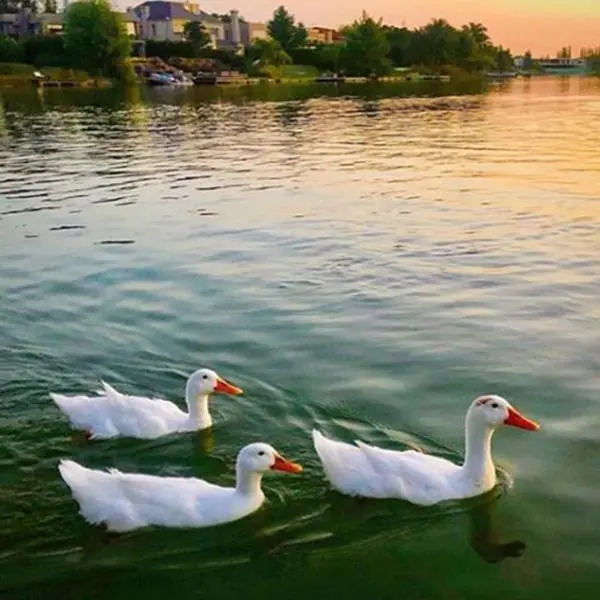Foto 53