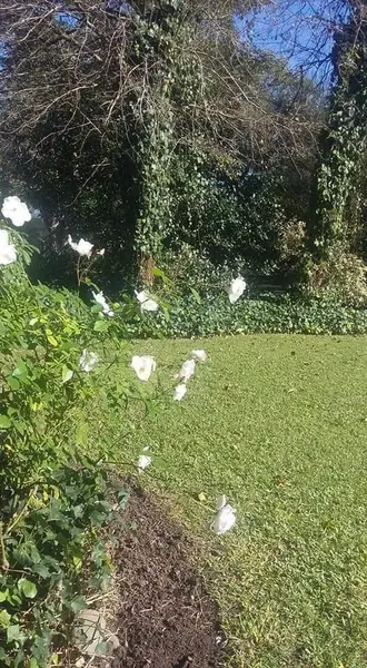 Foto 13