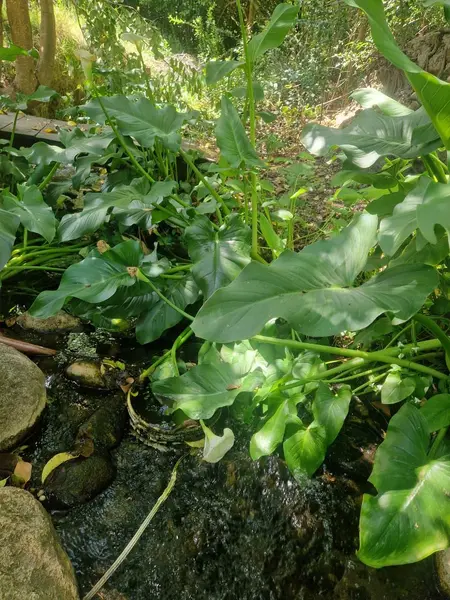Foto 42