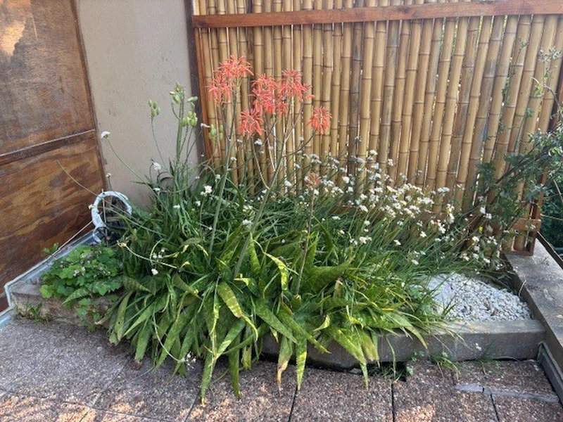 Foto 15