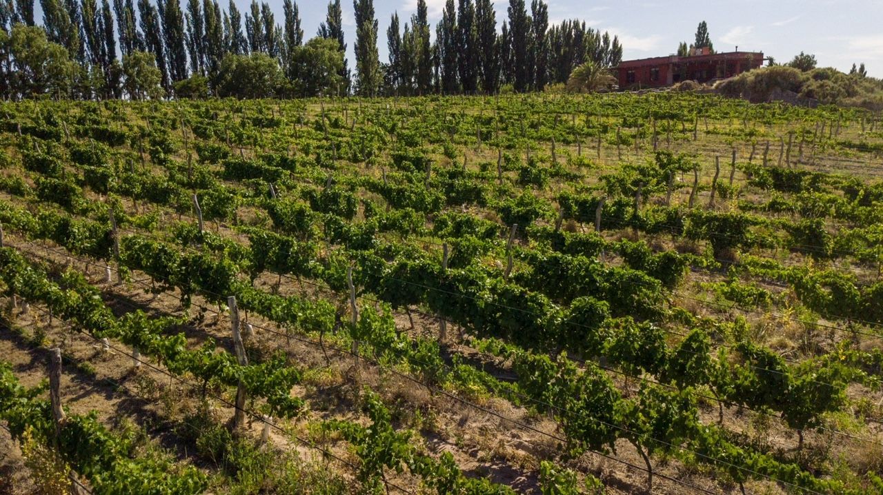Terreno en venta · San Rafael, Mendoza