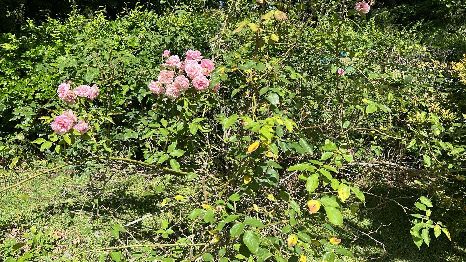 Foto 30