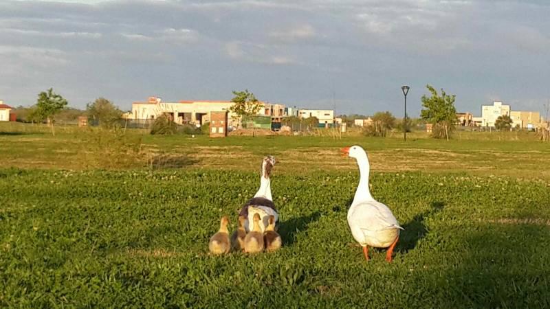 Foto 9