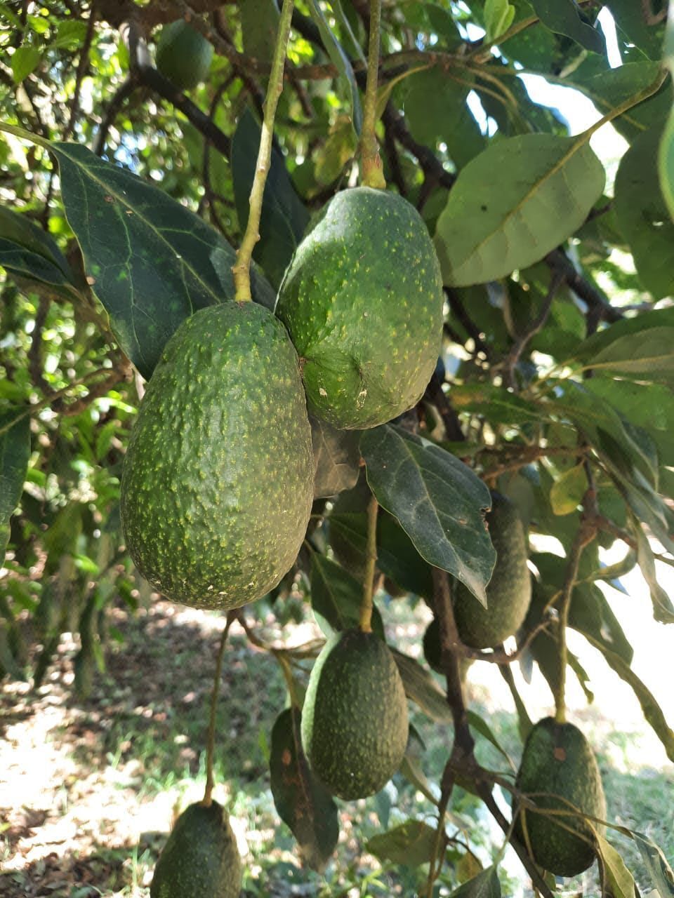 Lote en venta · Coatepec Harinas, Coatepec Harinas, Estado de México