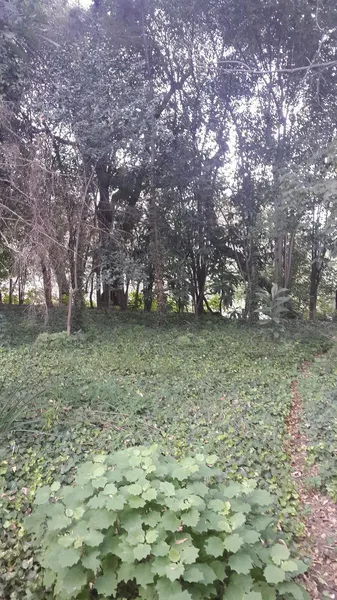 Foto 48