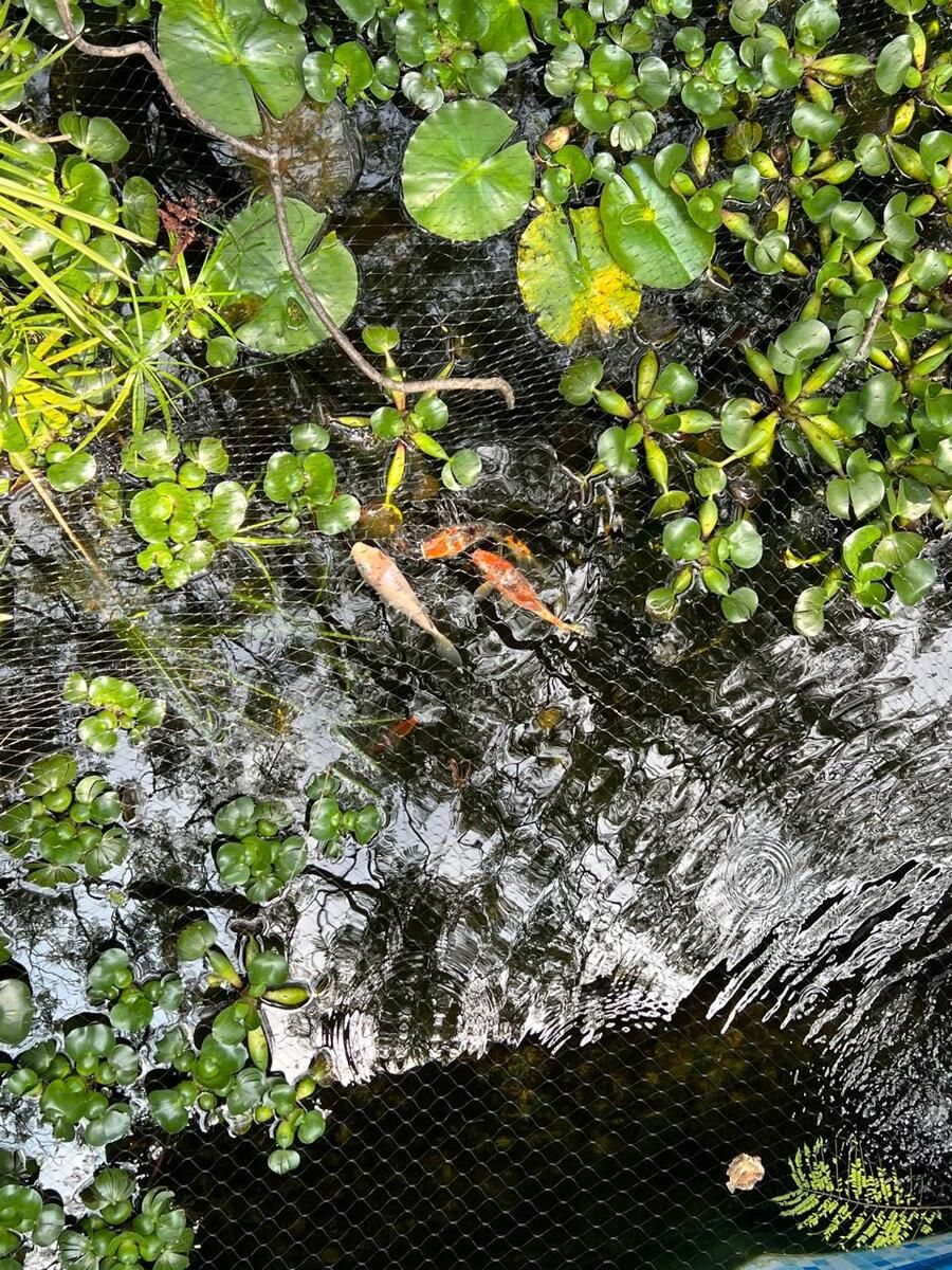 Foto 17