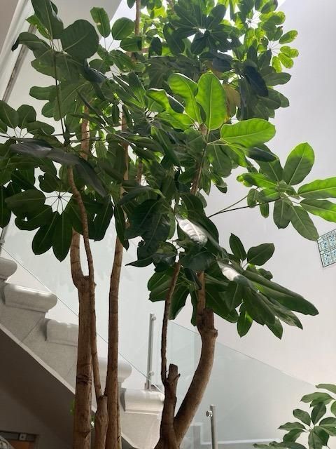 Foto 33