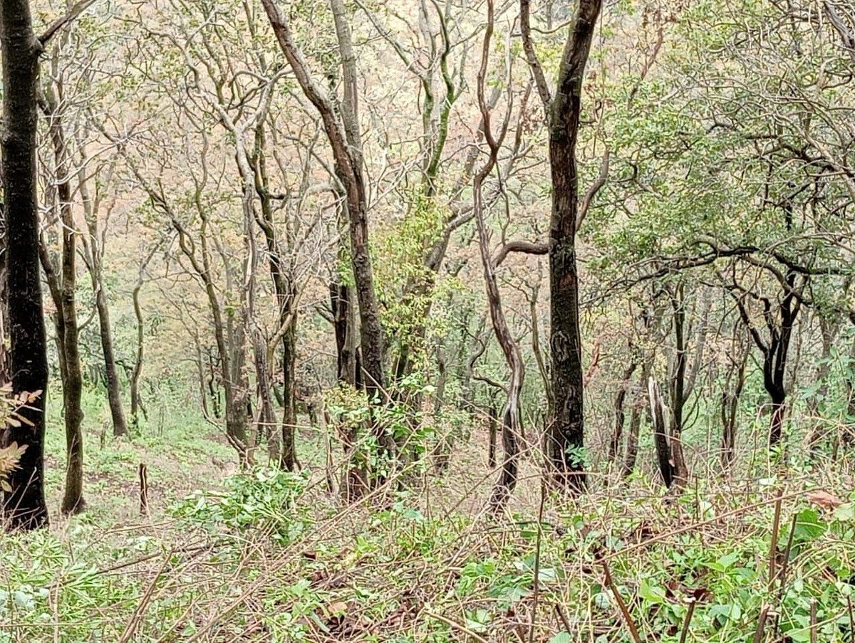 Foto 5