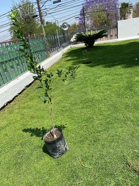 Foto 7