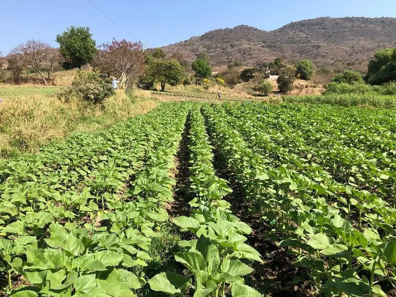 Lote en venta · San Antonio Guadalupe, Zumpahuacán, Estado de México