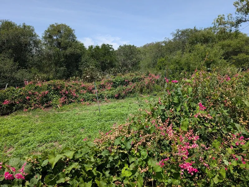 Foto 50