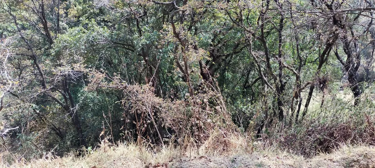 Foto 7