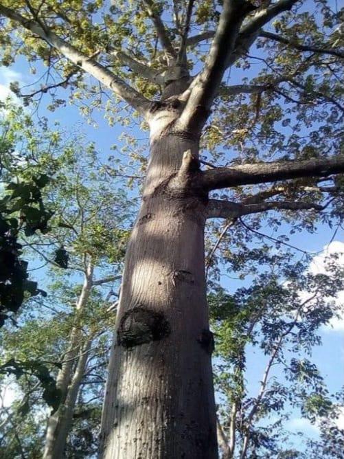 Foto 9