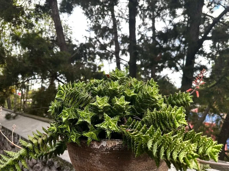 Foto 29