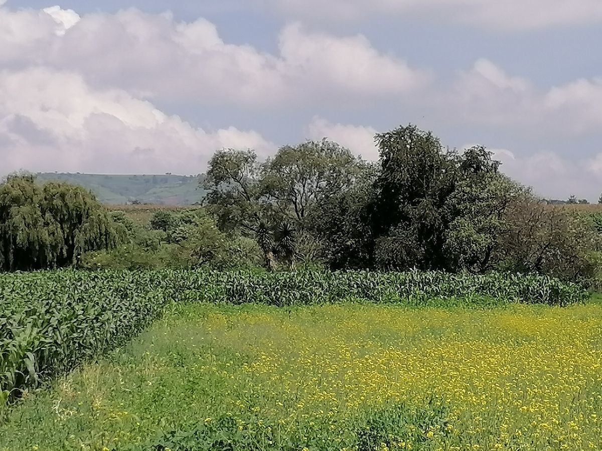 Lote en venta · San Miguel Zacango, Toluca, Estado de México