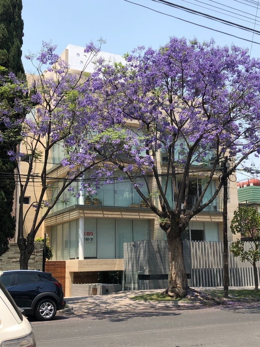 Departamento en venta · Polanco III Sección, Polanco, Miguel Hidalgo, Ciudad de México Departamento en venta · Polanco III Sección, Polanco, Miguel Hidalgo, Ciudad de México