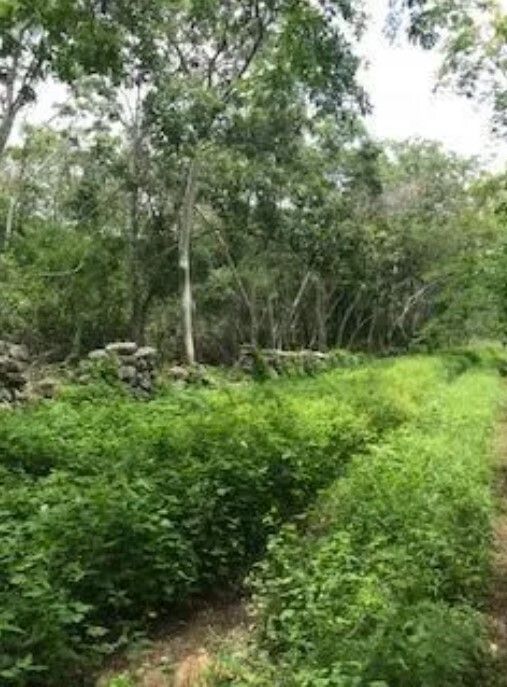 Lote en venta · San Jose Tzal, Mérida, Yucatán