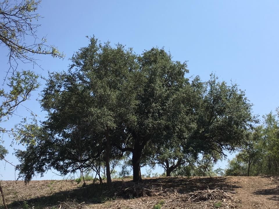 Lote en venta · El Barrial, Santiago, Nuevo León