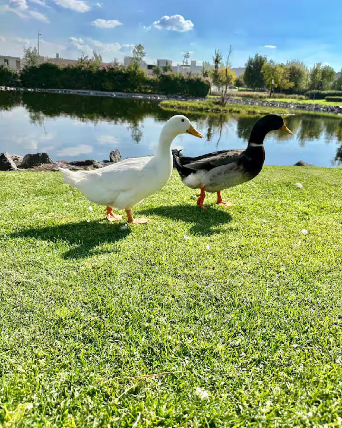 Foto 17