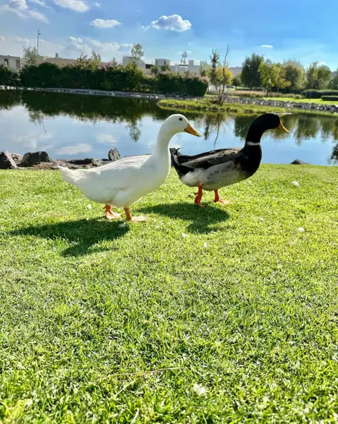 Foto 17